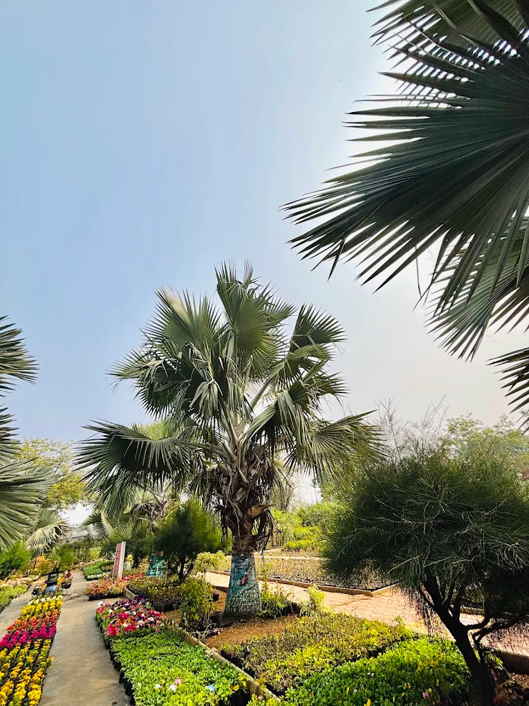 Ornamental flowering plants at Central India's Biggest Nursery